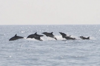  Delfines en un paquele 